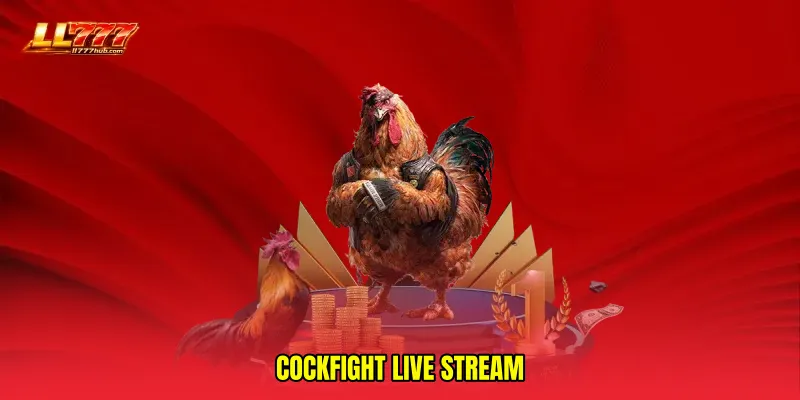 Cockfight live stream