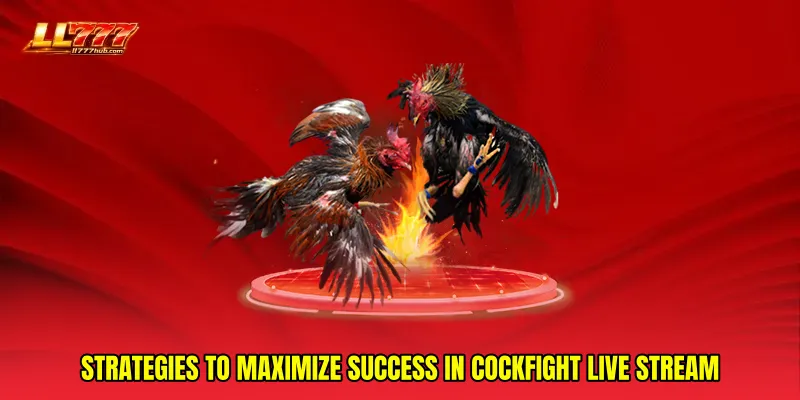 Strategies to Maximize Success in Cockfight Live Stream