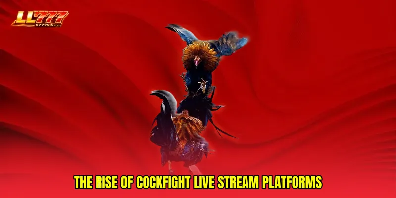 The Rise of Cockfight Live Stream Platforms